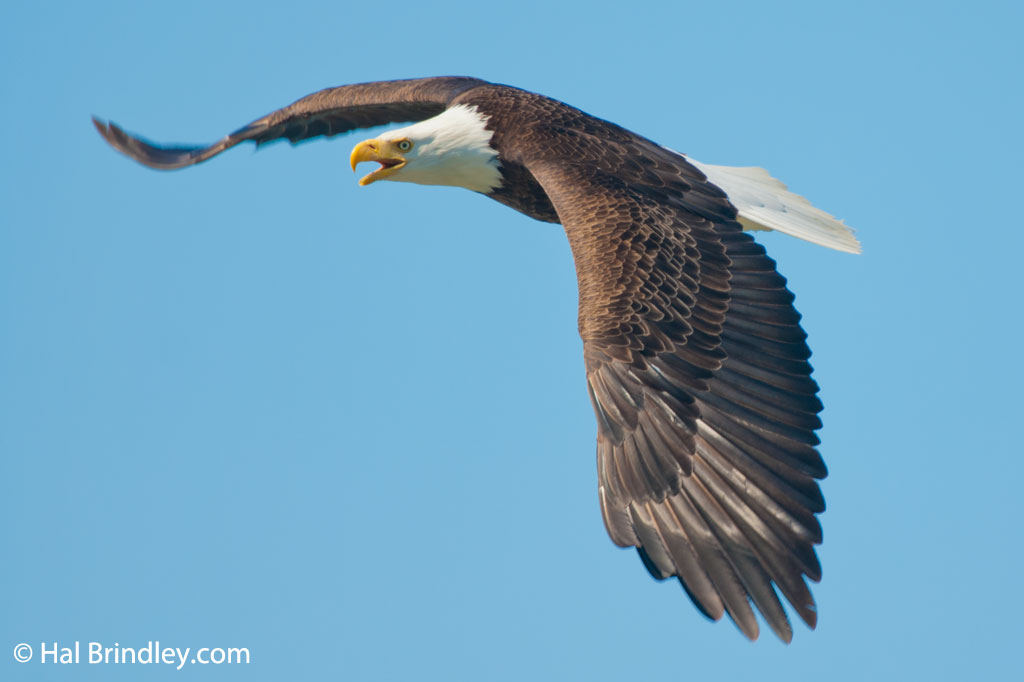 America's national bird, the bald eagle.