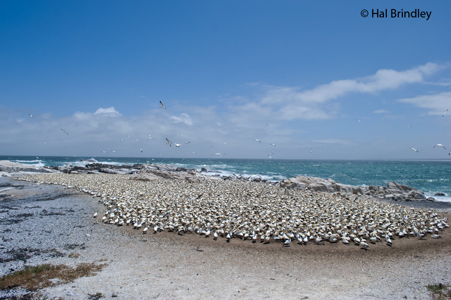Thousands of gannets gather on Bird island