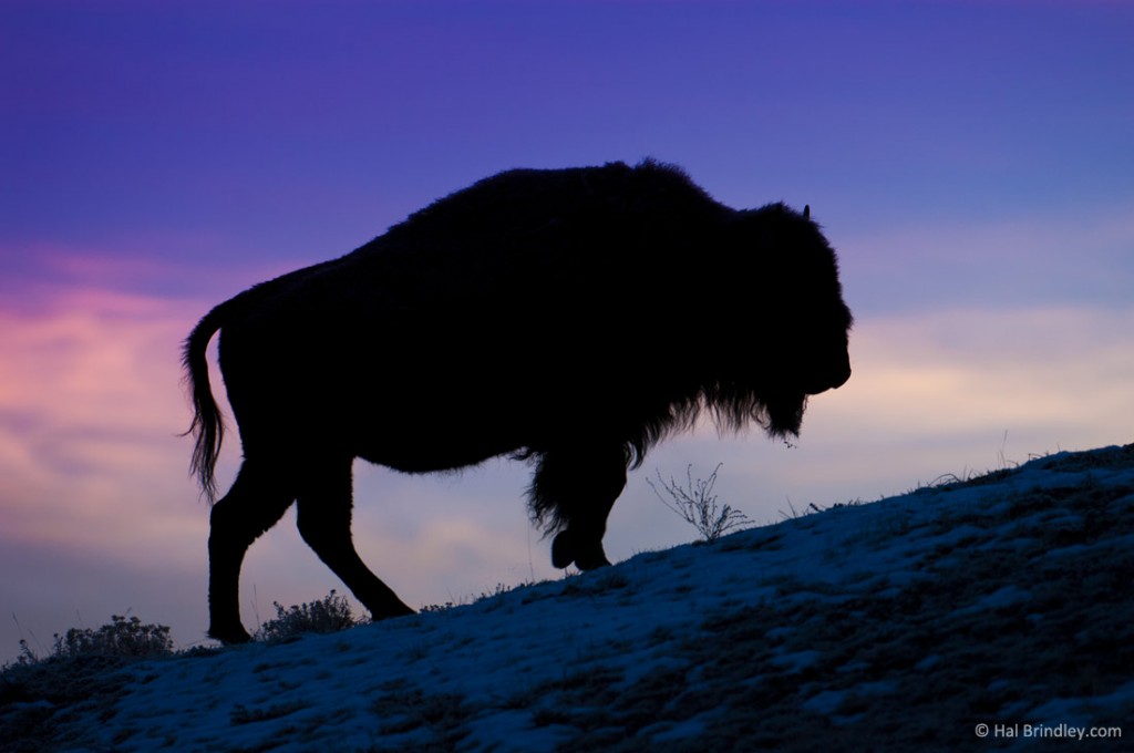 Spend time with North America's largest land animal, the Bison, in Yellowstone National Park.