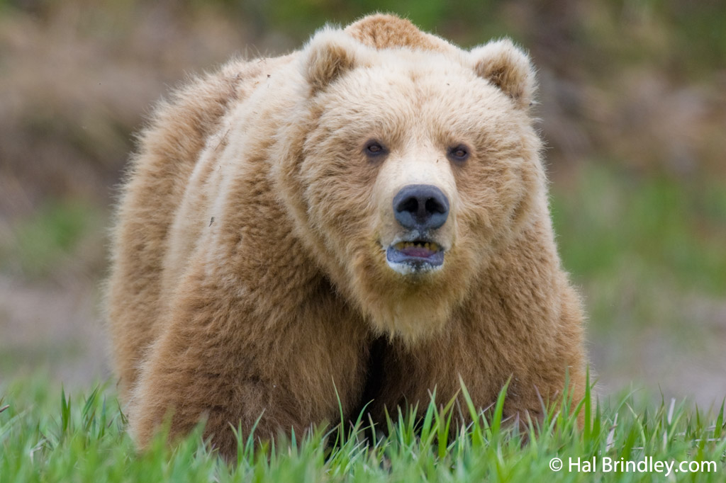 A Brown Bear at McNeil River, Alaska