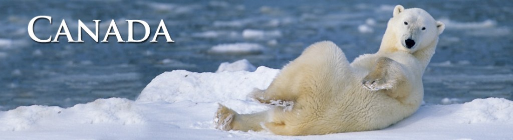 The polar bear is one of the most charismatic Canada Wildlife