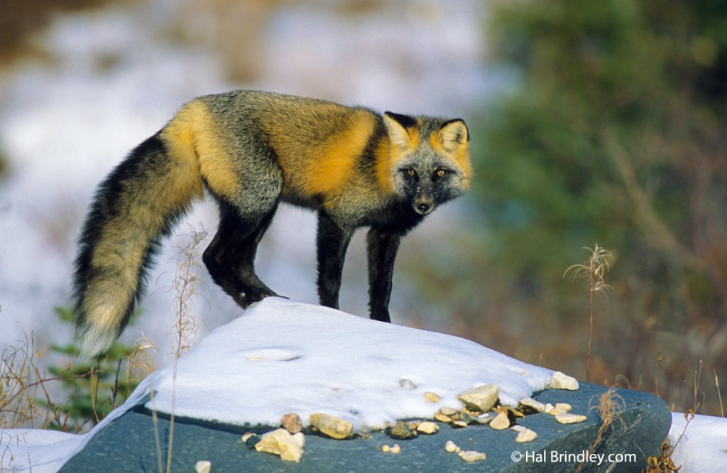 Driving gives you a chance to see many red foxes like this "cross fox".