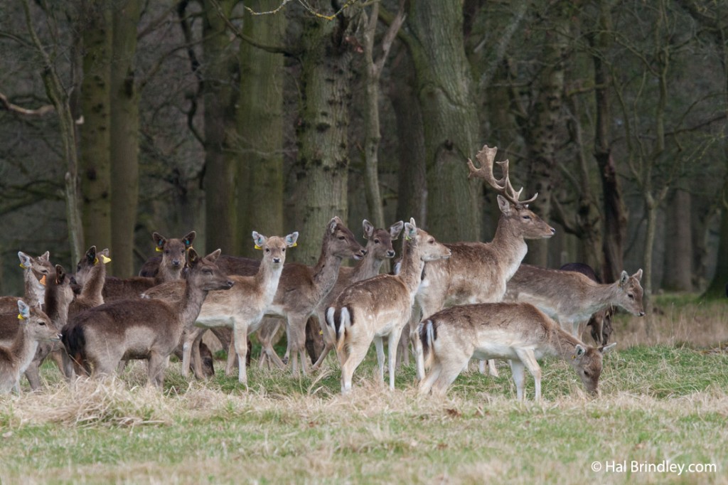 Phoenix Park deer