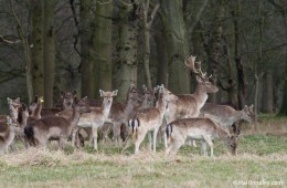 A four hundred deer herd live in the Phoenix Park