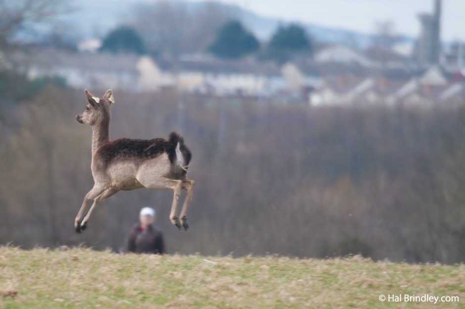 Fallow deer, one of Phoenix Park animals