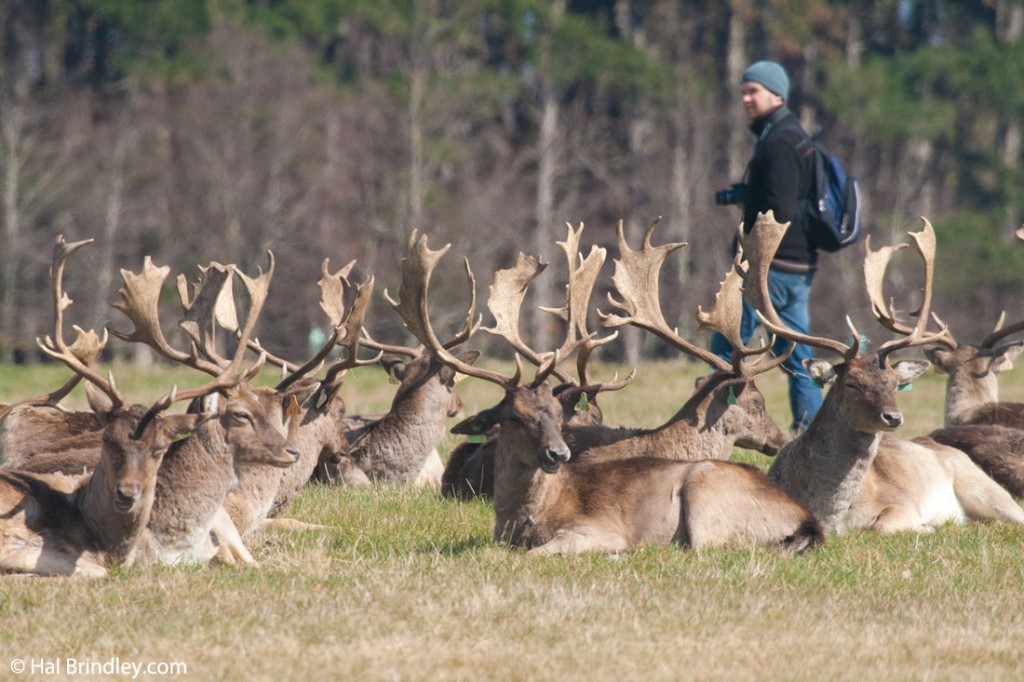 Fallow deer in Dublin