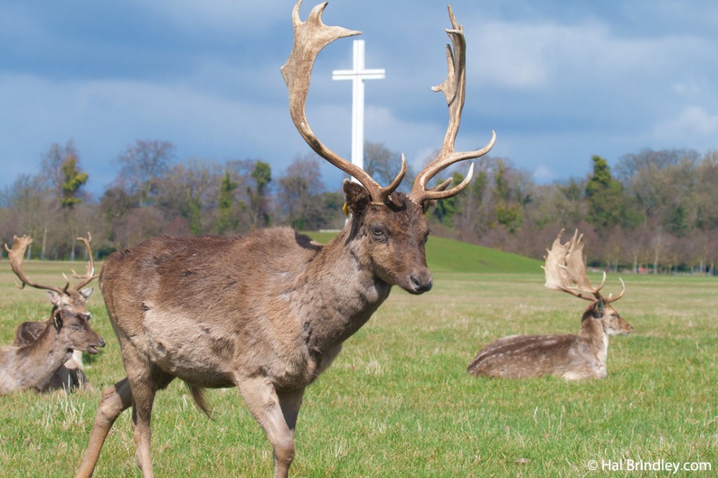 Fallow deer by the Papal cross