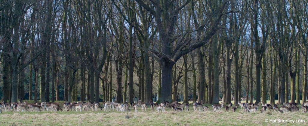 Phoenix Park forest and deer