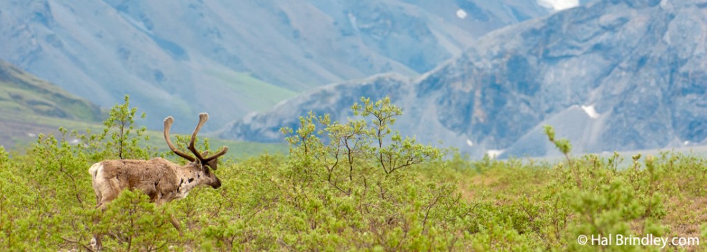 A caribou traveling in Canada