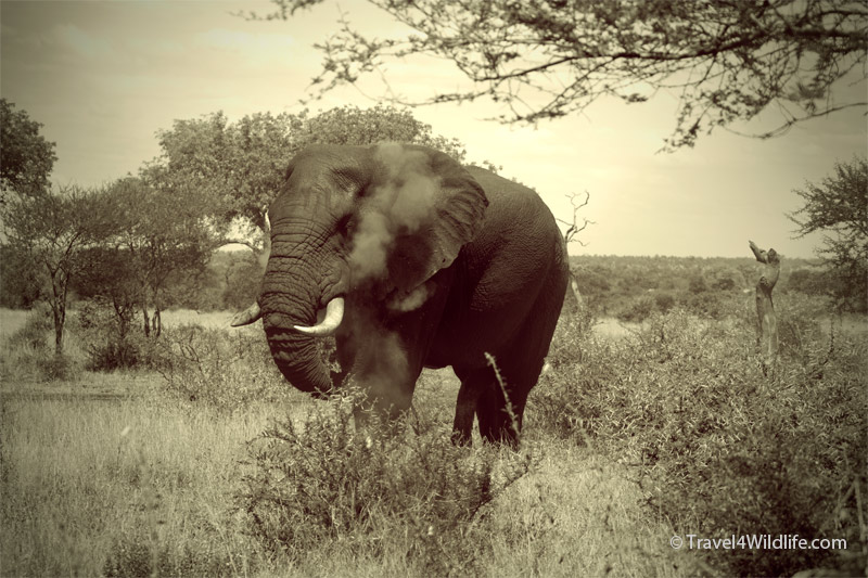 African Elephant standing