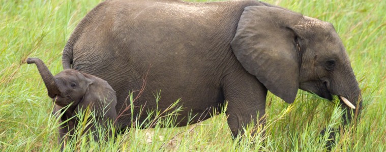 Baby elephants often communicate with squeals