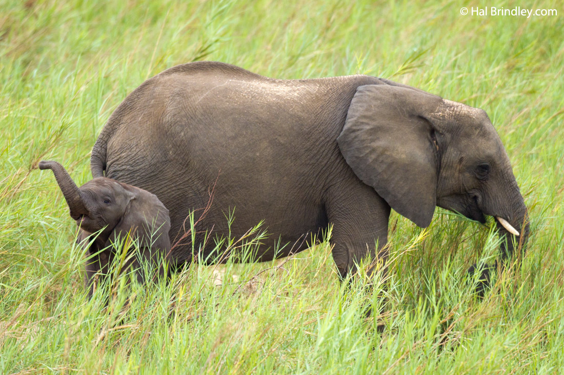 Baby elephants often communicate with squeals