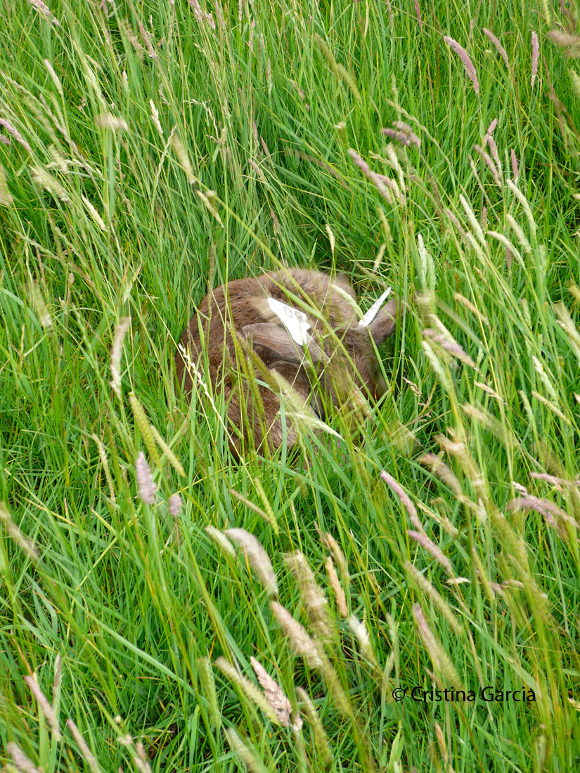 A fallow deer fawn hiding in the tall grass