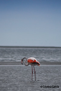 Flamingo at Walvis Bay