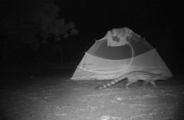 Genet walking by our tent