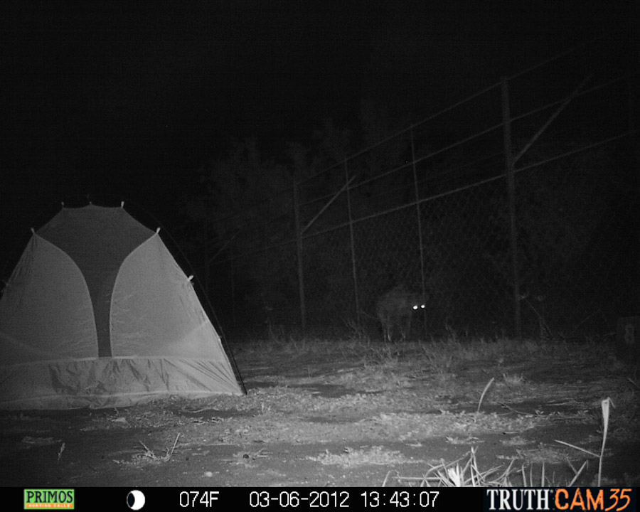Hyena patrolling the fence