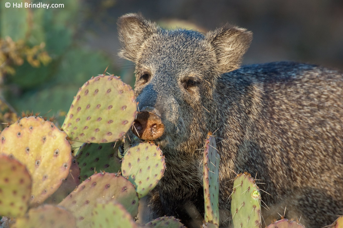Watch Javelina's munch cactus in the Sonoran Desert of Arizona.