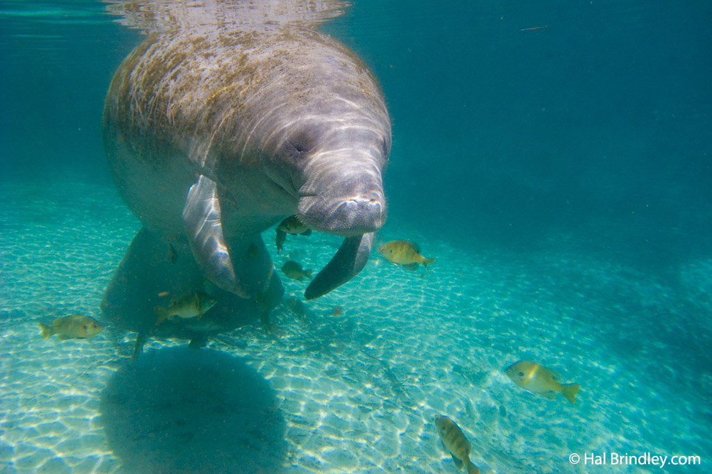 A manatee in the Three Sisters Spring in Crystal River, Florida