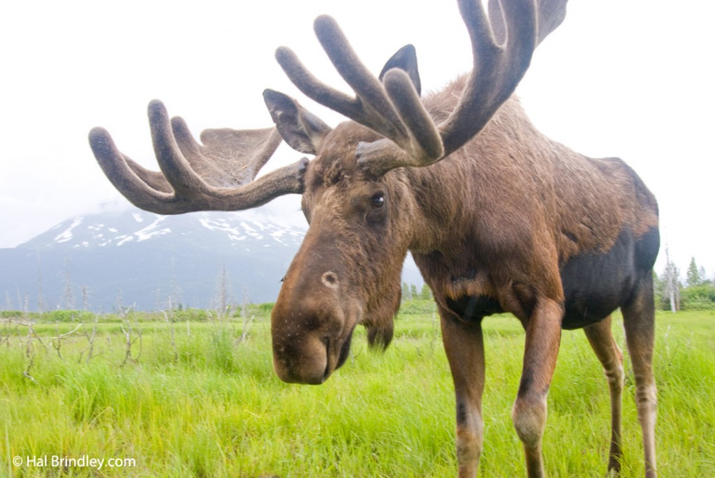 Moose roam free in Prince Albert NP wilderness