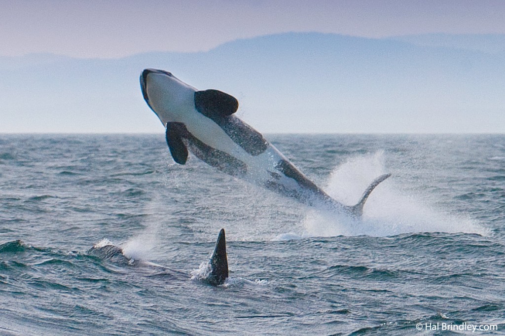 Killer whale breaching off the coast of British Columbia