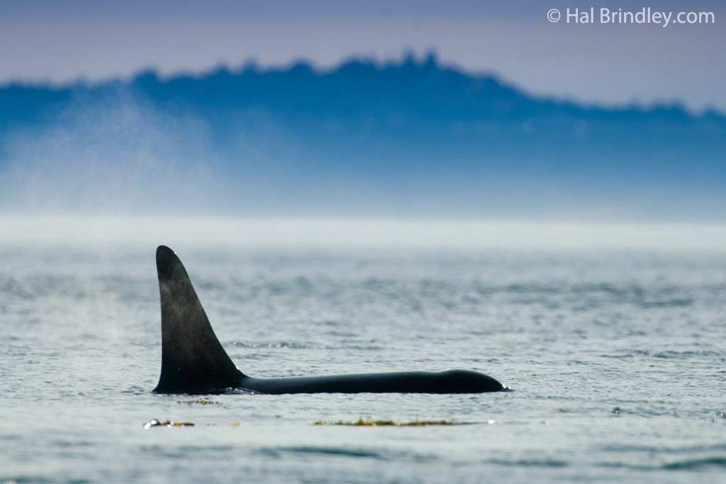 An Orca viewed from Lime Kiln Point on San Juan Island, Washington