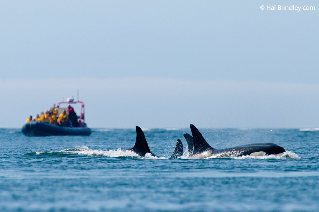 Killer whale watching off British Columbia coast