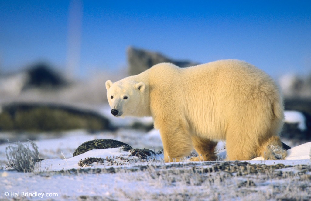 Polar bears (probably the most famous Canadian animals) can be seen around Churchill