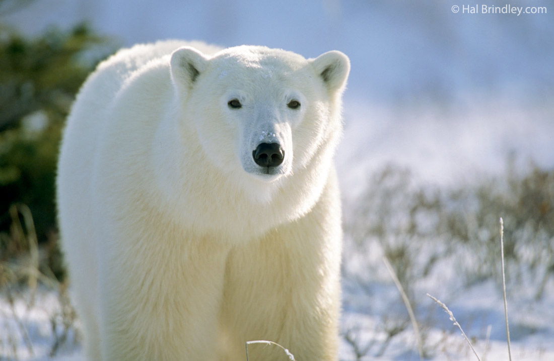 How to photograph a polar bear