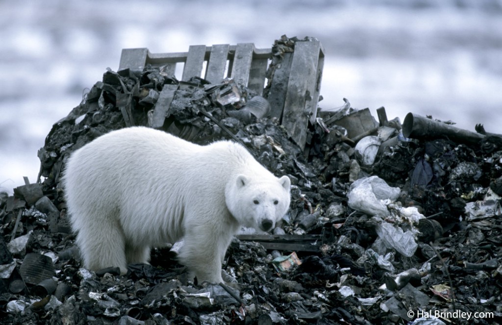 If you're not finding any polar bears, try cruising by the dump.