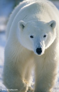 Having a polar bear walk toward your car is an exciting experience, but don't let him get too close! Polar bear walking toward my car.