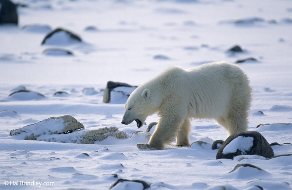 Perspective from a tundra tour bus.