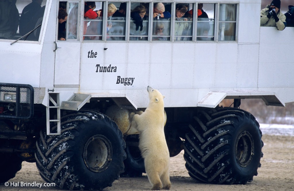 Passengers on a Tundra Buggy Tour are high above the ground and safely out of reach of bears.