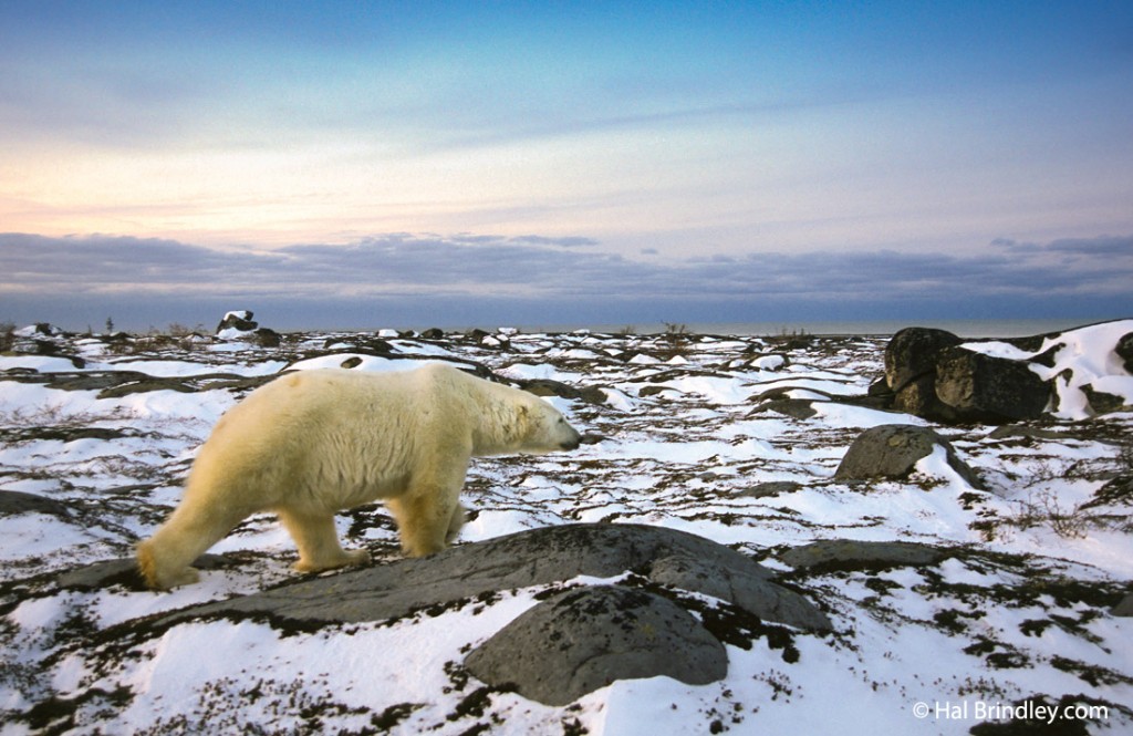 If done correctly, getting down into the polar bear's world can be a rewarding experience.