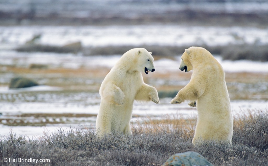 You can get lots of great shots on a tundra tour but your photos will lack a horizon line.