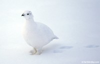 Willow Ptarmigans can blend in perfectly with the snow.