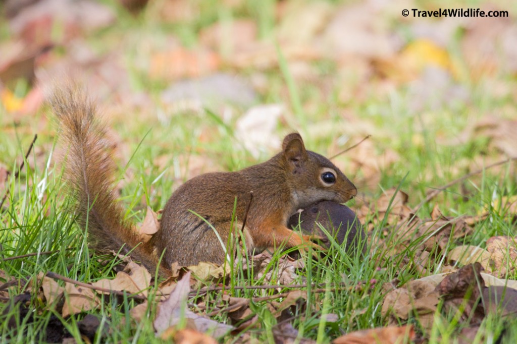 American red squirrel collecting walnuts