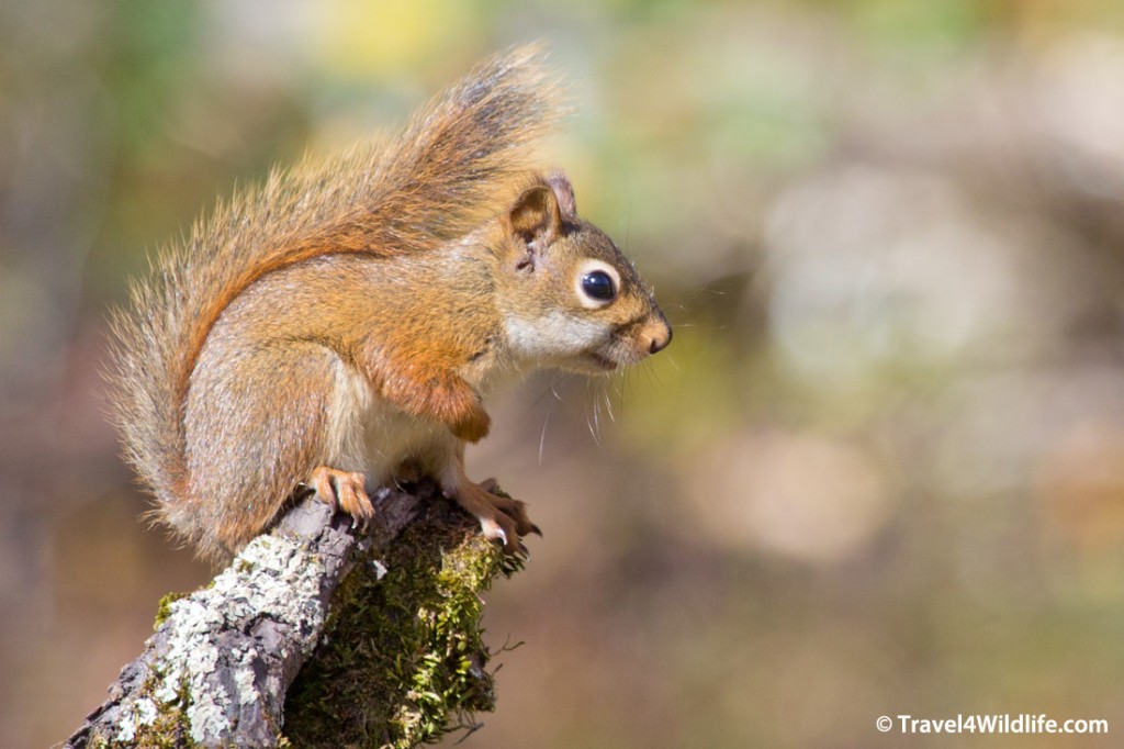 Red squirrel Smoky Mountains National Park