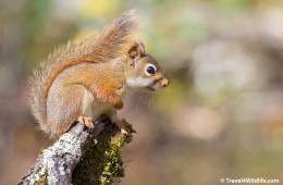 Red squirrel (Tamiasciurus hudsonicus)