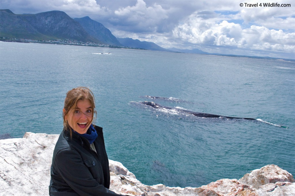 Southern Right Whales by Hermanus