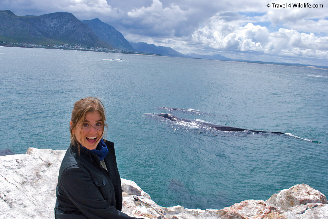 Whale watching Hermanus