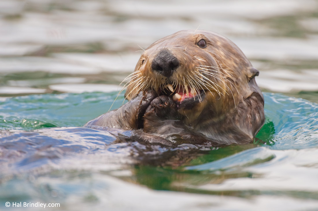 Watch Sea Otters up close as they dine on clams in Morro Bay, California.