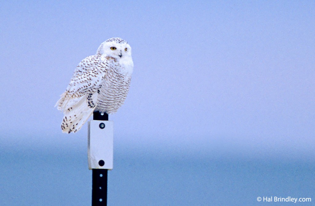 A snowy owl resting on a post