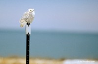 You may see snowy owls perched on signs and telephone poles near the road.