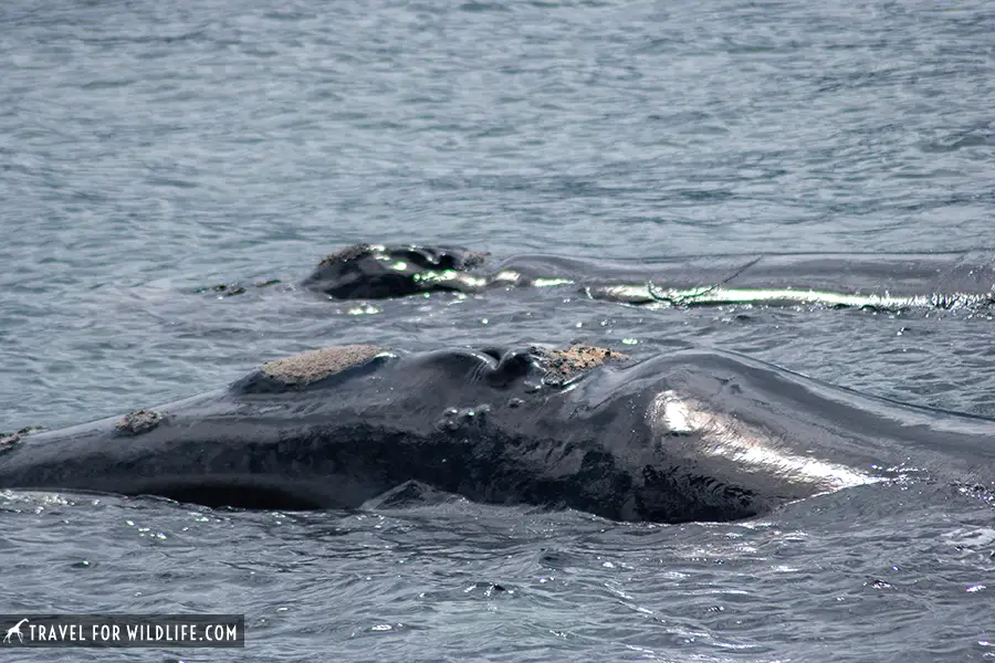 southern right whale and calf