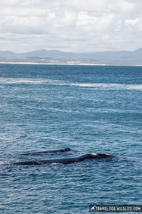 whales by the town of Hermanus