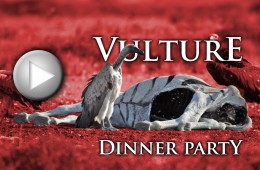 (Click to Play) Vulture Dinner Party (WARNING: Graphic Content!)