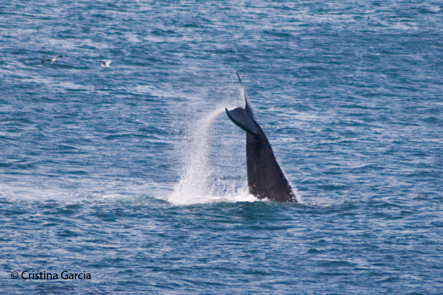Southern Right Whale lobtailing