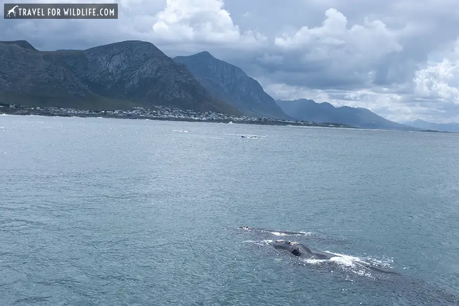 Two whales with the town of Hermanus in the background