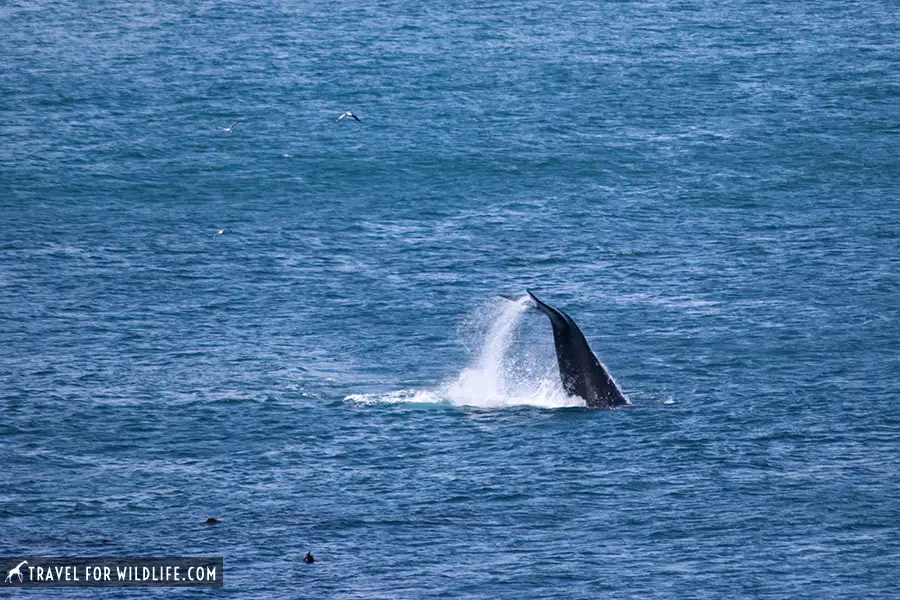 Whale bobtailing