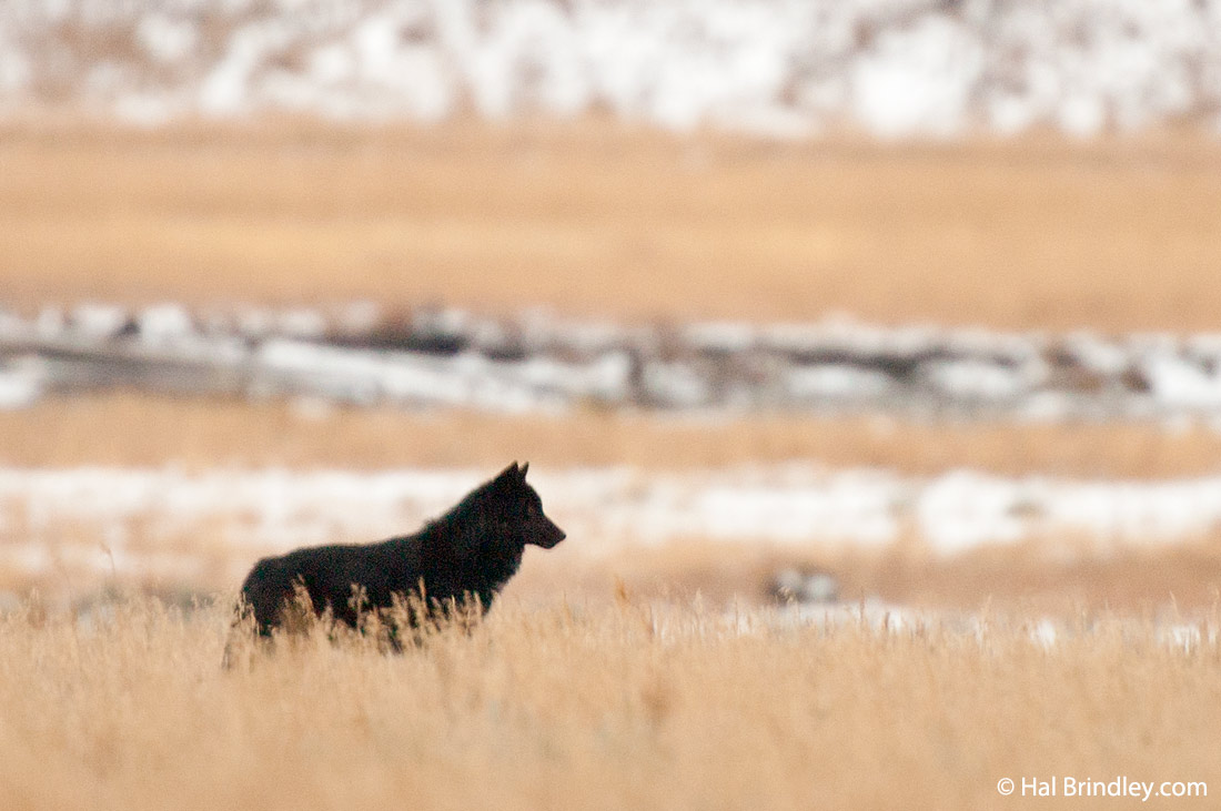 A black wolf stands out against the white snow in Yellowstone National Park